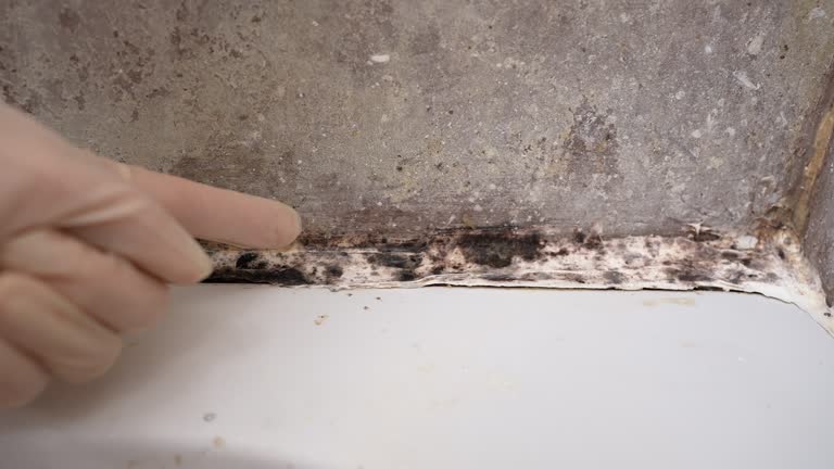 Best Emergency Mold Remediation  in Pierce City, MO